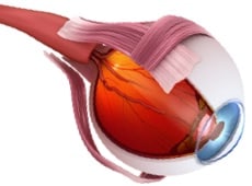The Best Natural Ingredients to Help Protect your Optic Nerve